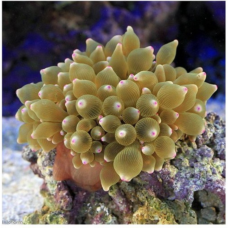 海水魚 サンゴイソギンチャク グリーン ピンクチップ ｍｌサイズ １匹 無脊椎動物 北海道航空便要保温 通販 Lineポイント最大0 5 Get Lineショッピング