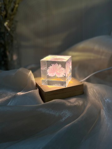 關山櫻/重瓣櫻花Sakura 標本/稀有真花精選禮品