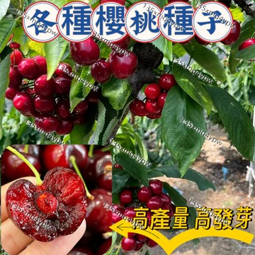 現貨💥【車厘子種子】智利車厘子 大櫻桃種子 多年生水果 年年掛果  水果種子 陽臺庭院 盆栽地栽 高產量  高發芽