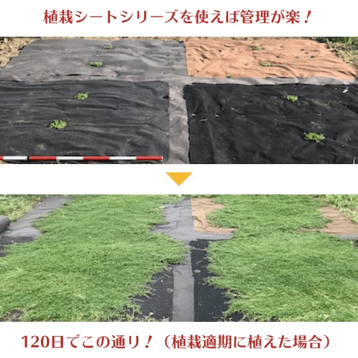 50平米分セット 二層構造防草シート クラピア 植栽用 2m幅 25m巻 J字型ピン 二重構造の高耐久性10年