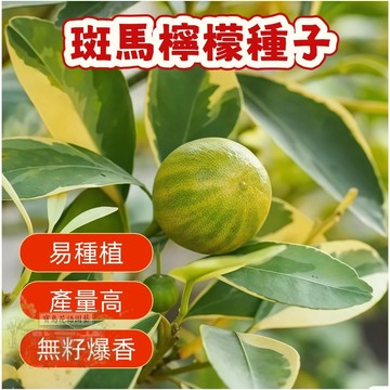 🍋斑馬檸檬種子  四季盆栽檸檬樹種子多年生果樹南北部  高產水果種子 水果盆栽 四季種植    #Lemon