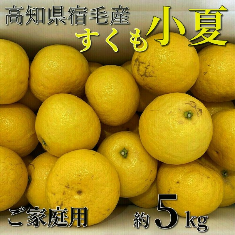 2高知特産 温室小夏 ハウス小夏 日向夏 ニューサマーオレンジ Sサイズ 5kg Amazon.co.jp: 【ご家庭用】高知産 土佐小夏 L~2Lサイズ 約5