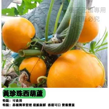 【48h出貨】黃珍珠西葫蘆種子 角瓜茭瓜高產耐寒瓜果種子陽台家庭四季盆栽蔬菜種子#Squash