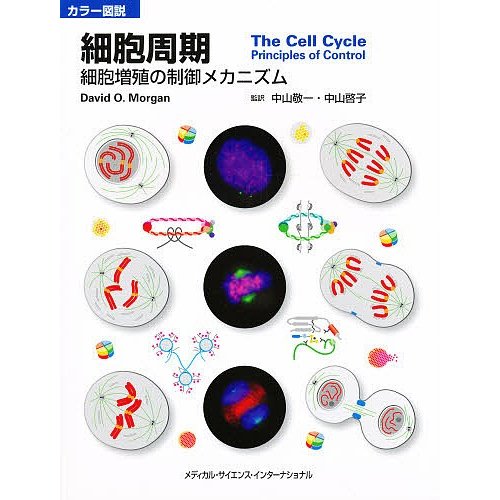 細胞周期 カラー図説 細胞増殖の制御メカニズム デービッド O.モーガン 著 中山敬一 監訳 中山啓子