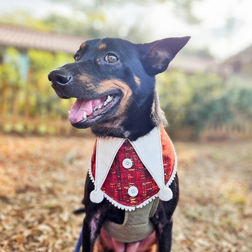【KAKO點茶】寵物領巾//俏皮矮人  //貓貓領巾/狗狗領巾