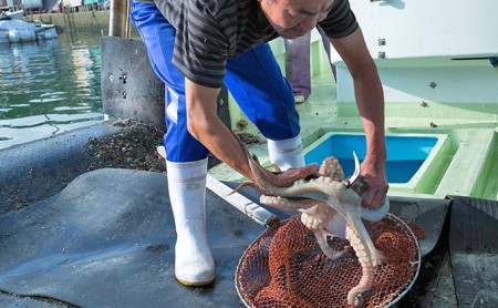 三原やっさタコ浜ゆで刺身（大）約260g 広島 三原市漁業協同組合