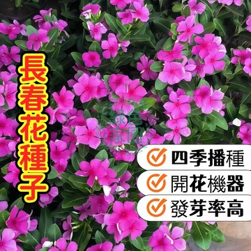 【長春花種子】日日春 四季開花 開花機器 超好養 懶人植物 新手必備 陽台庭院盆栽