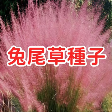 【兔尾草種子】乾燥花花材 耐熱易種 多年生 寵物安全 庭院盆栽 花藝設計 柔軟絨毛 可愛獨特 低維護 適合台灣氣候