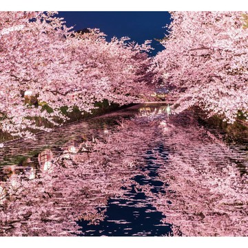 HC - 世界風情-日本‧青森 櫻色水面 台灣製 900片夜光拼圖 900L-002