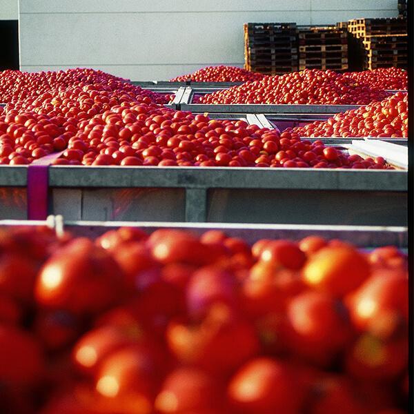 ホールトマト トマト缶 有機 アルチェネロ 有機ホールトマト400g(固形量240g) ８缶セット 送料無料