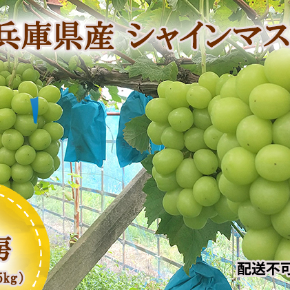 兵庫県産 シャインマスカット 2房セット（約1.2～1.5kg）種無し 皮ごと 大粒 農家直送 数量限定
