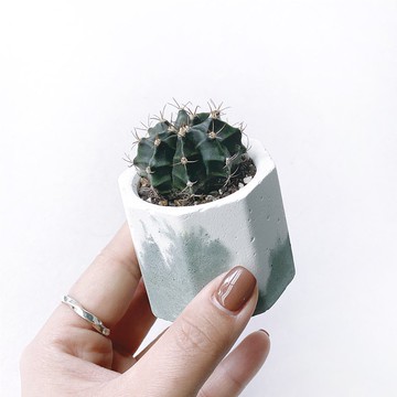 (預購) 莫蘭迪綠系列 | 牡丹玉 仙人掌 小八角形水泥仙人掌植栽