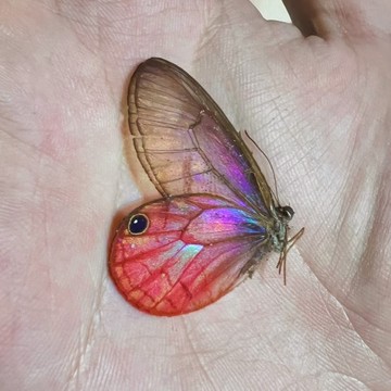 【現貨】🦋玫瑰透翅蝶🦋 玻璃蝴蝶 蝴蝶 昆蟲 模型 乾貨三角紙包裝 #非活體 #類模型 #藝術品