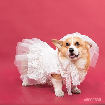 💯臺灣出貨💯免運💯狗狗婚紗裙子結婚禮服寵物狗公主蓬蓬裙泰迪比熊柯基寫真拍照衣服 IFGR