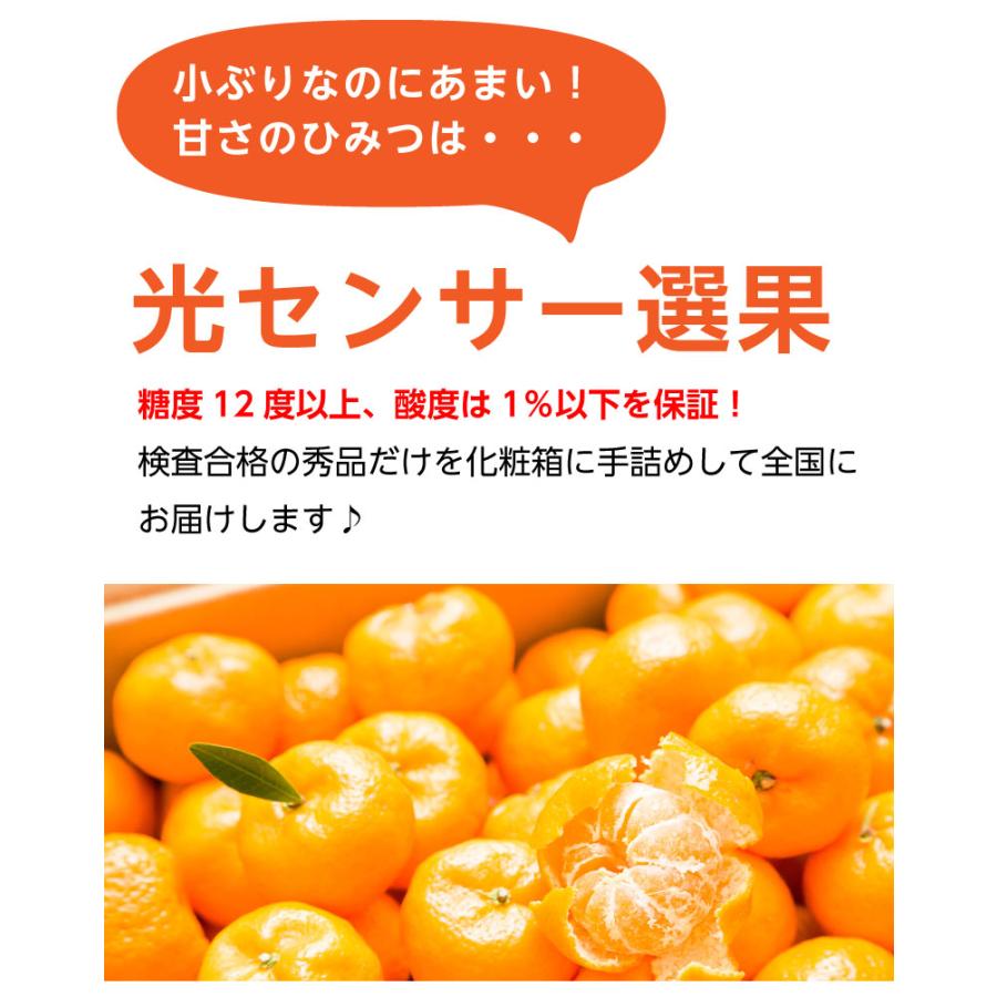 ポイント5倍 お歳暮 ギフト 桜島 小みかん 秀品 贈答用 3kg 送料無料 12月出荷 お正月 Y常