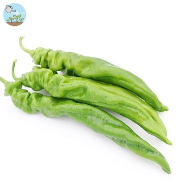 🔥【韓國烤肉必備】糯米辣椒種子 青龍辣椒 水果辣椒 肉厚  生吃沾醬都好吃 陽台盆栽豐產 頂級辛奇用椒