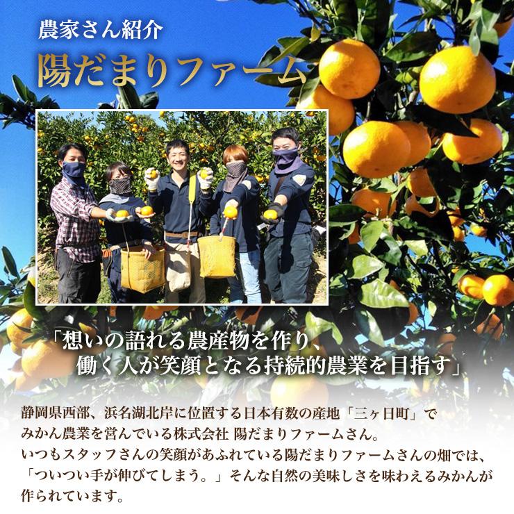  三ヶ日 早生 みかん 10kg どうまいらぁ！ みかん 送料無料 S 〜 3L サイズ不揃い 三ヶ日みかん 訳ありみかん 産地直送