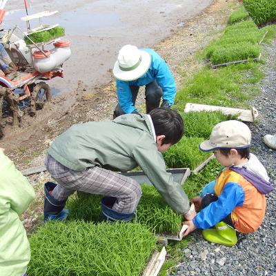 ふるさと納税 田上町 新潟田上町産なんかんコシヒカリ 玄米 10kg