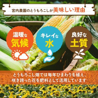 ふるさと納税 洞爺湖町 北海道産 朝採れ とうもろこし 恵味 めぐみ 2L 10〜12本 宮内農園 北海道 洞爺湖町