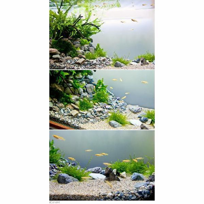 メダカ 水草 取り扱い 本 8点セット 楽天市場】（めだか）（水草）GEX メダカ元気 メダカのための