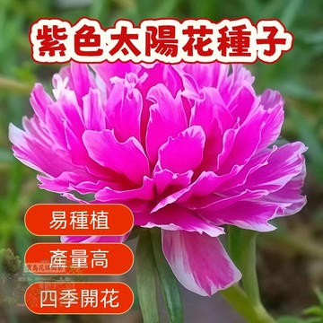 🌹  紫色太陽花種子 今年新籽 發芽率高 見土即活 花開爆盆 四季可播  新手易種易活 陽台庭院盆栽花卉種子