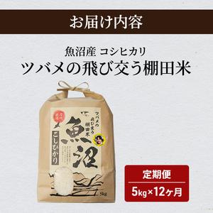 ふるさと納税 ツバメの飛び交う棚田米 5kg袋 12ヶ月 連続お届け 米 定期便 お米 こめ コメ おこめ 白米 こしひかり 12回 60kg お楽しみ 新潟県魚沼市