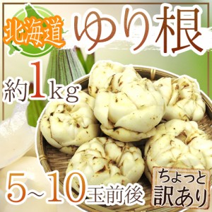 北海道産 ”ゆり根” ちょっと訳あり 5～10玉 約1kg ゆりね 送料無料