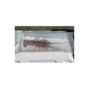 ふるさと納税 高知県 中土佐町 産地直送！＜生＞伊勢海老（レシピ付き）　1.6kg