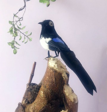 定做各種仿真動物仿真鳥模型 仿真喜鵲 彩色鳥 翅膀 攝影模具道具