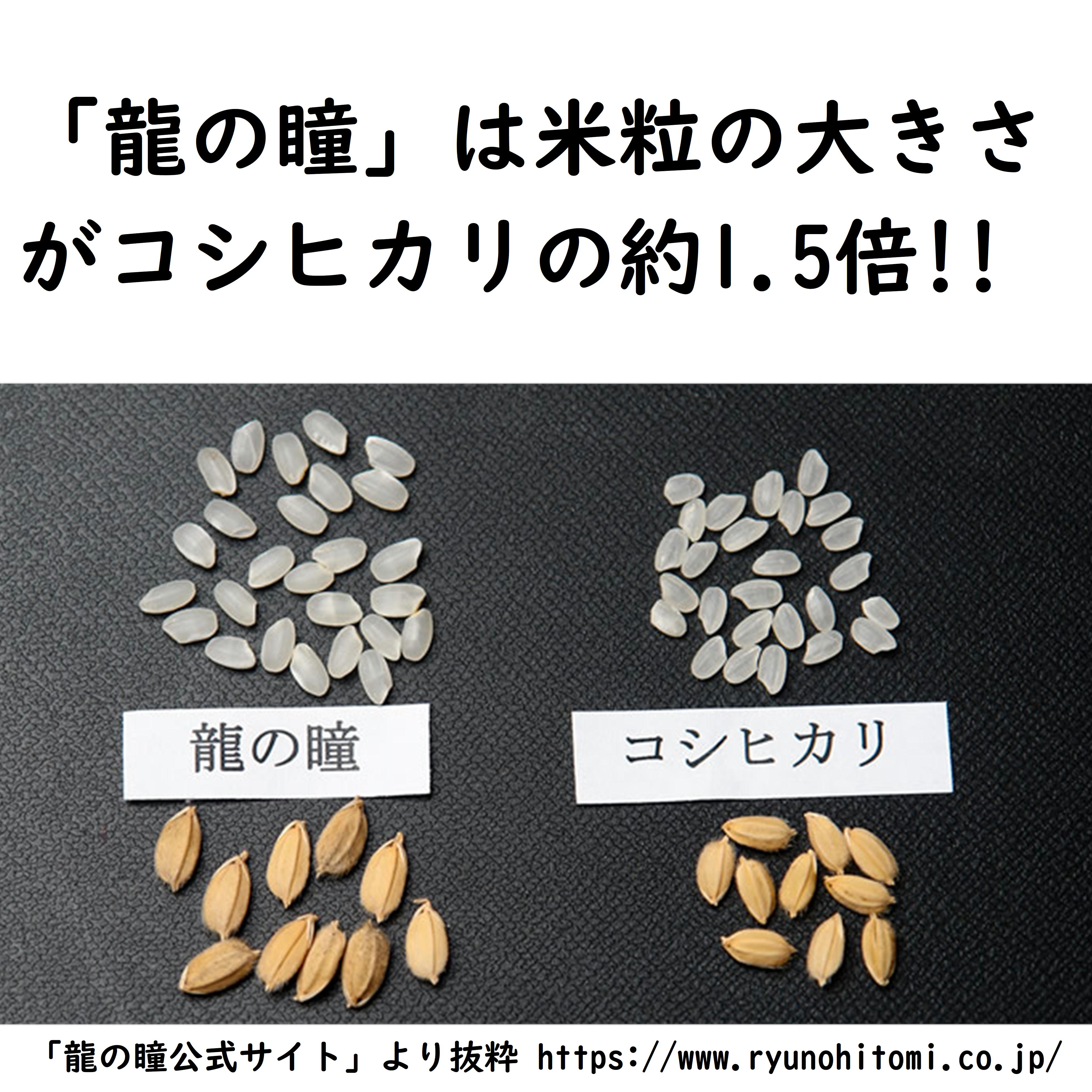 岐阜県産龍の瞳 5kg 令和5年産