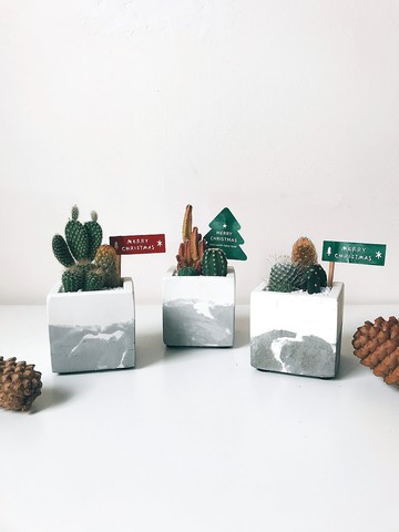 方形植物園.仙人掌盆栽.水泥盆栽.生日禮物