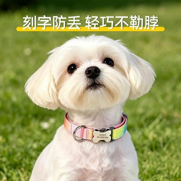 💕在臺出貨🔥超輕狗脖圈定製小型犬寵物刻字牌輕便貓咪狗狗項圈防丟失狗圈頸圈