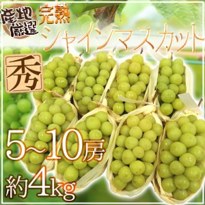 ”完熟シャインマスカット” 秀品 5～10房 約4kg 産地厳選 送料無料