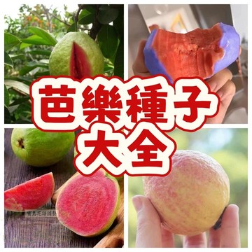 🌷芭樂種子 紅心芭樂西瓜芭樂土芭樂珍珠芭樂番石榴種子芭樂樹種子多年生特色水果種子