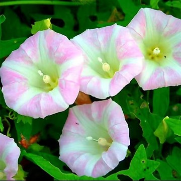 ✨ 【爆花款矮牽牛種子】陽台盆栽首選｜花色混搭｜花海輕鬆打造｜送種植教學 日本朝顏牽牛花｜精選混合色｜發芽率高｜快速攀援