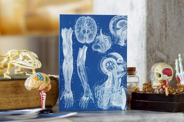 手工藍曬筆記本 - 解剖學系列 - 綜觀