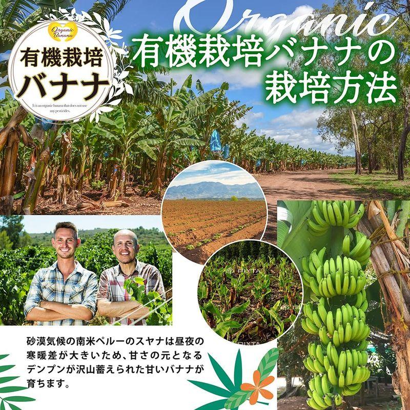 有機 無農薬 安全オーガニック バナナ 約2kg 野菜ソムリエ監修