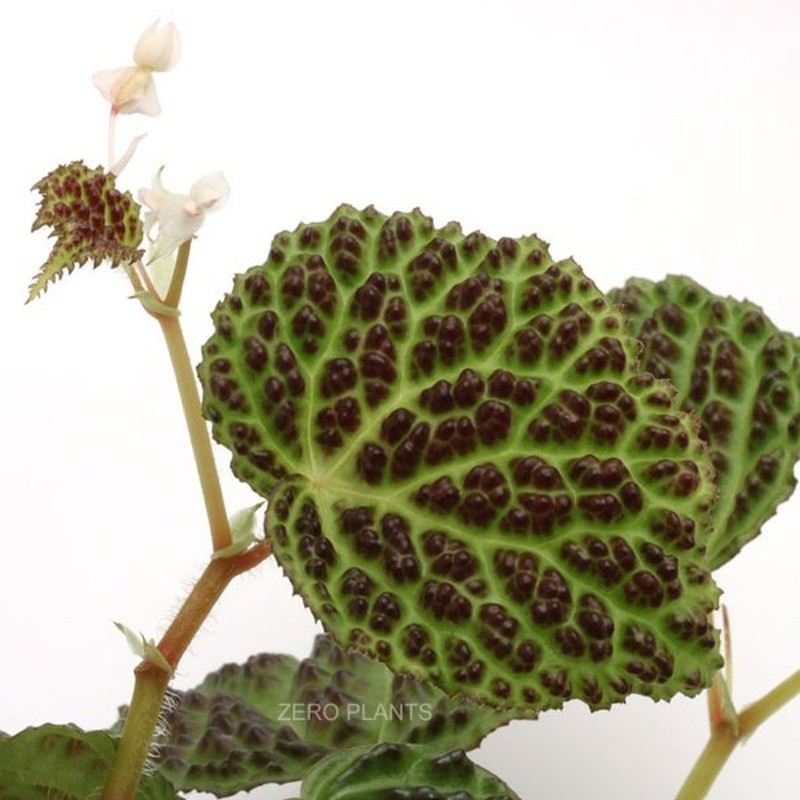 Begonia Dracopelta ベゴニア ドラコペルタ 1ポット 葉の凸凹テクスチャーが衝撃的な原種ベゴニア 通販 Lineポイント最大0 5 Get Lineショッピング