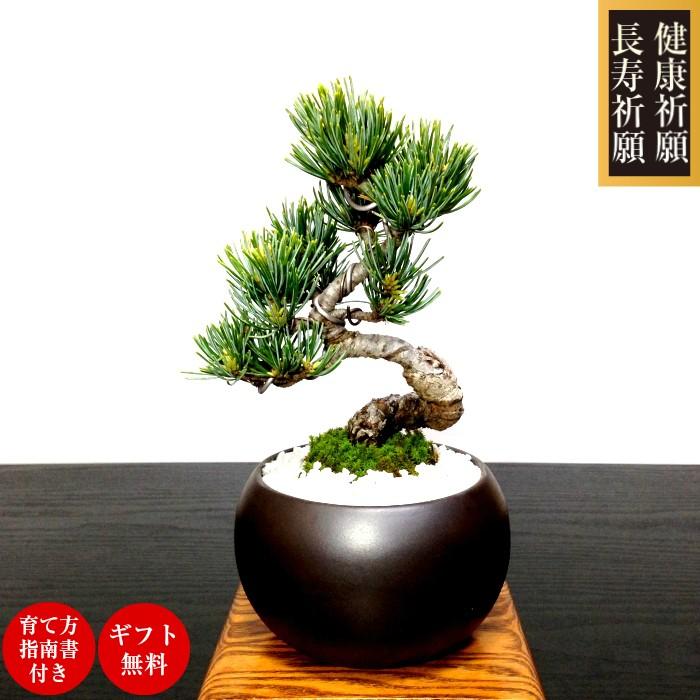盆栽 松 樹齢5年 特選曲付き高松五葉松 盆栽 松 室内 初心者 盆栽 松 樹齢5年 特選曲付き高松五葉松 盆栽 松 室内 初心者