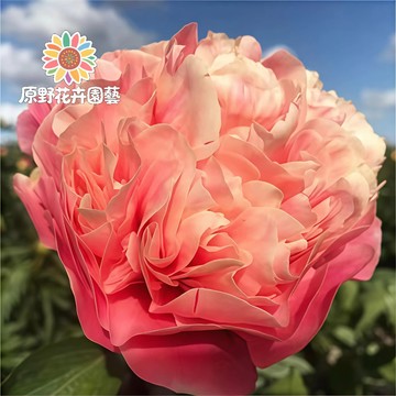 青禾園藝-女孩芍藥花種子 （SY-24）粉色係重辦濃香型多年生觀賞花卉耐熱大花型庭院陽台盆栽非牡丹四季可種植#自留種