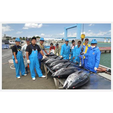 ふるさと納税 　本部町産　本マグロ切り落し　約250g 沖縄県本部町