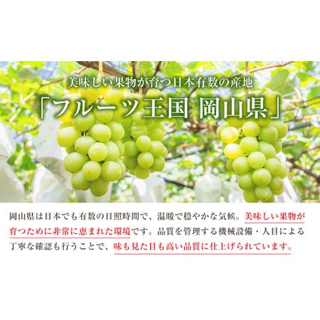 ふるさと納税 ぶどう 2024年 先行予約 シャイン マスカット 1房 約500g ブドウ 葡萄  岡山県産 国産 フルーツ 果物 ギフト 岡山県瀬戸内市