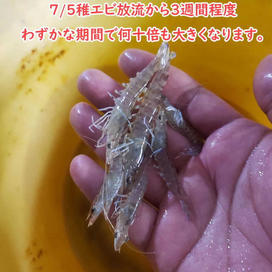 活き 車海老 1kg (33-45尾) 熊本県産 生きたまま 水揚げ当日発送！ 鮮度抜群の車エビ