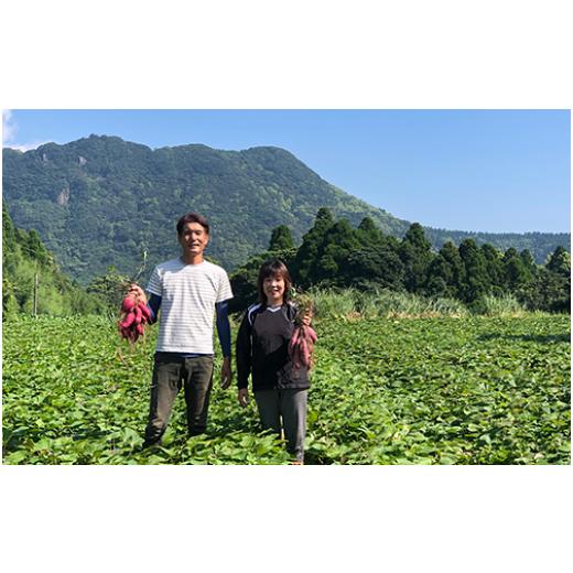 ふるさと納税 鹿児島県 指宿市 さつまいも3種(紅はるか・シルクスイート・安納芋)詰合せ10kg(らくと農園／013-1132)