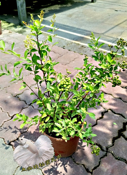 指甲花盆栽 室外植物8吋盆活體花卉盆栽送禮小品盆栽 Yahoo奇摩超級商城 Line購物