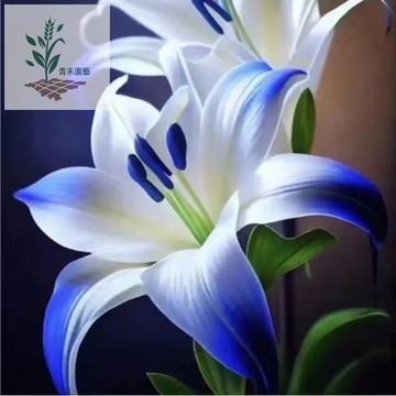 青禾園藝 （新品種百合花種子大全）濃香百合花種子 四季花種子 植物種子 好養易活 盆栽室內花 花卉盆栽種子 多年生