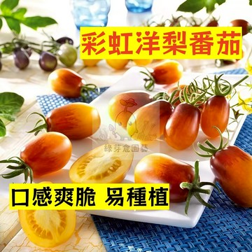 🌱早熟高產（彩虹洋梨番茄種子FQ-27）口感爽脆 易種植 抗病性强 易生長  抗病抗旱易種植 高產爬藤蔬菜種子#果菜類