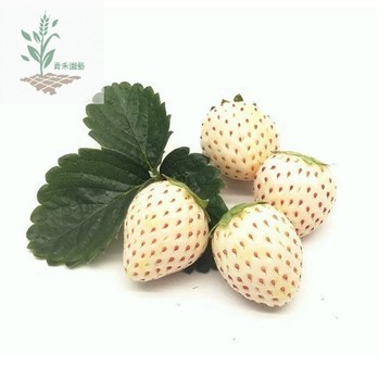 青禾園藝（白珍珠草莓種子）CM-14~日本品種稀有白草莓種子（天使AE草莓）甜度中等~大果型~四季播種簡單管理