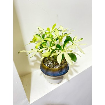 ☘️鵝掌藤窯變盆飾☘️鵝掌蘗、江某松、九筆榕、風水植物