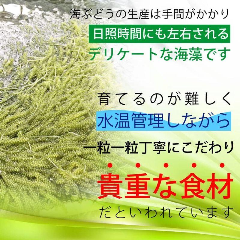 うちな?竜宮市場 生海ぶどう 100ｇ×4パック (400g) 沖縄 県産 専用 シークワーサー タレ 付き 100g 小分け パック 沖縄